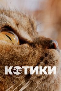 Котики. Фильм Котики. Фильм